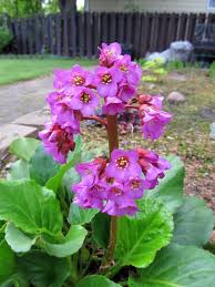 Provide shade in the south. Herzblattrige Bergenie Bergenia Cordifolia Sechserpack Kaufen Online Bestellen 14 99