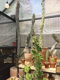 I figured it might be useful to compose a list of reputable sellers of cacti and cactus seeds (also succulents in general), especially for those just starting out with this. Nyc S Coolest New Pop Up Shop Is A Greenhouse With 1 000 Cacti Curbed