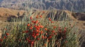 Ephedra (Ma Huang): Weight Loss, Dangers, and Legal Status