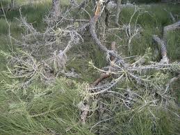 Image result for Sclerodactylon macrostachyum