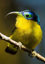 Image result for Peponium vogelii