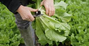 Welcome to the land of dark leafy greens. What Is Escarole Nutrition Benefits And Uses