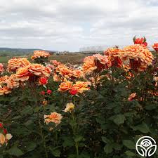 Image result for Isoglossa grandiflora