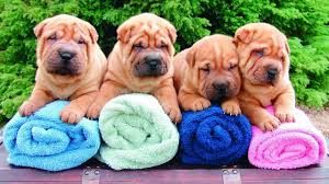 Breeder of 20 years experience. Shar Pei Puppies For Sale At Petsyoulike Youtube