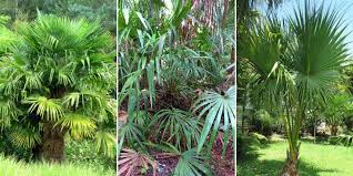 Phoenix canariensis, trachycarpus fortuneii, chamaerops humilis. Palmiers Lequel Choisir Pour Mon Jardin Nos Conseils