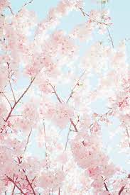 We did not find results for: Start To Bloom Iphone Wallpaper Tumblr Aesthetic Flower Background Wallpaper Cherry Blossom Wallpaper