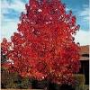 Anne irene yellow japanese maple. Https Encrypted Tbn0 Gstatic Com Images Q Tbn And9gcrtaq Pzjzeczvccmrftrhrueh8vkazsswaiizacxuzqvnr7vow Usqp Cau