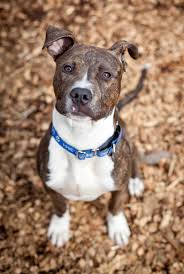A young healthy black pit bull of a good size and weight, for example, could handle cold weather better than a white, unhealthy, skinny senior pit bull. Tips For Pit Bull Owners Lane County