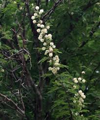 Image result for Acacia robusta