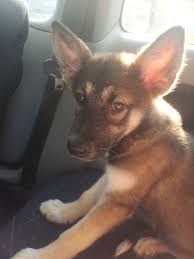 E ach year we save the lives of over one hundred siberian huskies and alaskan malamutes that are in immediate danger of being killed in area shelters. Are Huskies And German Shepherds Related Novocom Top