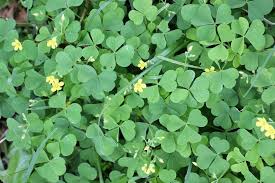 Image result for Oxalis oligotricha