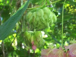 Image result for Dombeya lastii