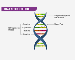 Obrázok: DNA strand
