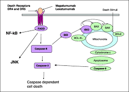 Hodgkin lymphoma (hl) is a type of lymphoma in which cancer originates from a specific type of white blood cells called lymphocytes. Bortezomib Sensitizes Non Hodgkin S Lymphoma Cells To Apoptosis Induced By Antibodies To Tumor Necrosis Factor Related Apoptosis Inducing Ligand Trail Receptors Trail R1 And Trail R2 Clinical Cancer Research