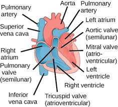 Different chambered hearts fish heart (2 chambered) = 1 atrium 1 ventricle single circulation reptile/amphibian (3 chambered). Critical Thinking Questions Texas Gateway
