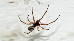 Xp 800 n large vermin init +2; Horny Spiders On Sex Rampage Through British Homes Rt Uk News