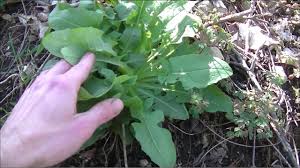 A german university study found that the common dandelion (taraxacum officinale) can block spike proteins from binding to the ace2 cell surface receptors in human lung and kidney cells. How To Pick The Right Dandelion Leaves Youtube