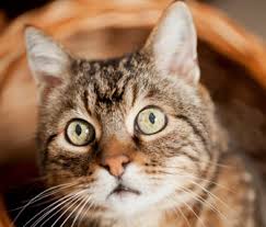 Catscratch disease (csd), also known as catscratch fever or subacute regional lymphadenitis, is a bacterial infection affecting lymph nodes that one case in which a massive abscess involved the chest wall has been reported. Is Your Kitty Confused 4 Signs Of Cognitive Dysfunction Syndrome