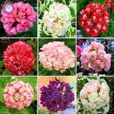 Including pelargoniums, auriculas and irises click here for more details. 5 Pcs Bag Rare Geranium Bonsai Plant Appleblossom Rosebud Pelargonium Perennial Bonsai Flower Plant Garden Potted Plant Buy At The Price Of 1 15 In Aliexpress Com Imall Com
