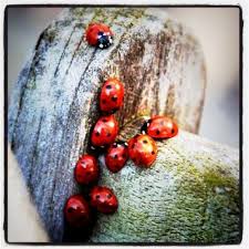 One Two Three Four Five Six Seven Eight Nine Ten Eleven One Two Three Four Five Six Seven Eight Nine Ten Eleven Twelve Ladybugs Came To The Ladybugs Picnic One Two Three Four Five Six Ugur Bocekleri Bocek