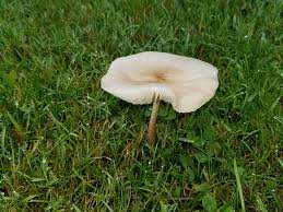 This is the only mushrooming book that will introduce you safely and with confidence to gathering edible wild food is a wonderful way to forge a connection to the earth. Mushrooms Grow Overnight In Your Yard