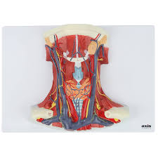 Your arteries and veins have a big job to do. Axis Scientific Human Neck And Throat Model View Into Throat Showing Arteries Veins Muscles And Bones Comes On Base Includes Product Manual 3 Year Warranty Amazon In Industrial Scientific