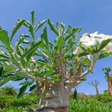 Image result for Pachypodium saundersii