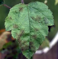 We did not find results for: Crabapple Malus Spp Scab Pacific Northwest Pest Management Handbooks