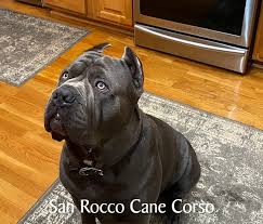 It's the food that we've been using since 2003! Best Dog Food For Cane Corsos San Rocco Cane Corso Puppies For Sale