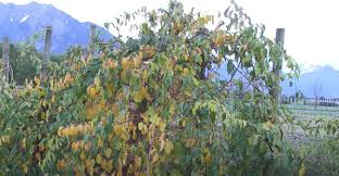 Image result for foto minikiwi