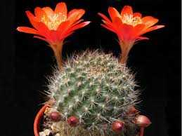 Image result for Caperonia fistulosa