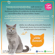 Doge' ซึ่งมันหมายถึงเหรียญคริปโตฯ สุนัขสุดกวน ซึ่งรอบนี้มันกลับปัง อาจเพราะเขาเคย. à¸šà¸—à¸„à¸§à¸²à¸¡à¸™ à¸²à¸£ à¸¢ à¸›à¸› à¹à¸®à¸›à¸›