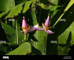 Image result for Musa ornata