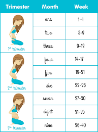 Pregnancy Weekly Calendar By Due Date Lamasa