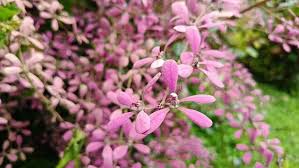 Image result for Congea