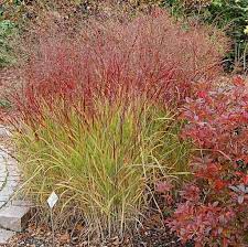 Rutenhirsen sind locker horstig wachsende, aufrechte ziergräser, die sich vom sommer bis in den spätherbst mit zarten, schleierartigen blütenständen schmücken. Rutenhirse Shenandoah Panicum Virgatum Kaufland De