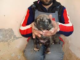 Aksaray Malakli Kopekleri Satilik Tel 0553 427 46 Malakli Kangal