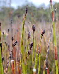 Image result for Restionaceae