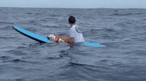 Surfista se despede do seu cachorro no meio do mar: 'Eu te amo, cabeção, vou sentir sua falta'; veja vídeo