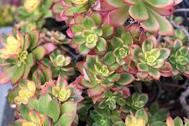 Muchas veces se utiliza la denominación suculenta como sinónimo de cáctus, pero hay que tener mucho cuidado, pues esta alternativa se puede emplear en un solo sentido. 10 Plantas Suculentas Que Les Gusta La Sombra Mas Que El Sol
