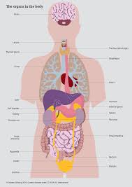 This diagram depicts picture of the human body organs.human anatomy diagrams show internal organs, cells, systems, conditions, symptoms and sickness information and/or tips for healthy living. The Organs In The Body The Siemens Stiftung Media Portal