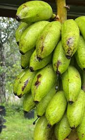 Image result for Musa acuminata