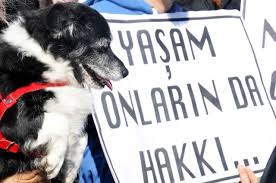 Meclis Kapatilsin Ve Hayvan Barinagi Yapilsin Bodrum Gundem Bodrum Haber Gazeteleri Guncel Son Dakika Yerel Haber Bodrum