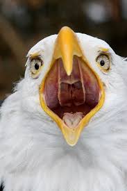 Bird With Big Mouth Pin By Jim Mangione On Big Mouth Bald Eagle Eagle Pictures Eagles