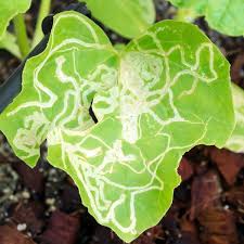 Maybe you would like to learn more about one of these? Leafminer Control Planet Natural