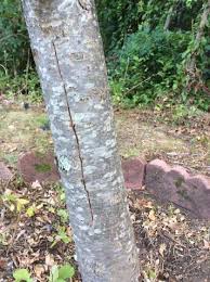 We did not find results for: Apple Tree Bark Splitting Doityourself Com Community Forums