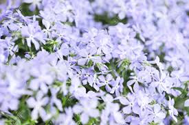 Types of spring flowers spring flowers are not just flowers. Purple Phlox Subulata Small Flowers Bloom In Late Spring And Early Summer Stock Photo Picture And Royalty Free Image Image 10022319
