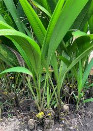 Image result for Curculigo latifolia