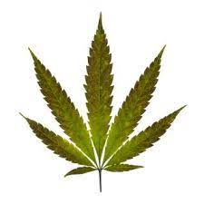 Large cannabis sativa leaves can have up to thirteen long, slender, pronounced, jagged, spiky serrations. Marijuana Facts About Cannabis Live Science