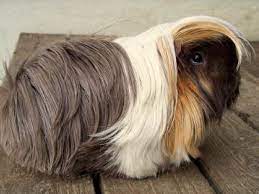 Herzlich willkommen bei den meerschweinchen. Erni Meerschweinchen Peruaner 8 Jahre 0 Monate Kleintiere Vermittelt 2014 Tierschutzverein Weil Am Rhein E V